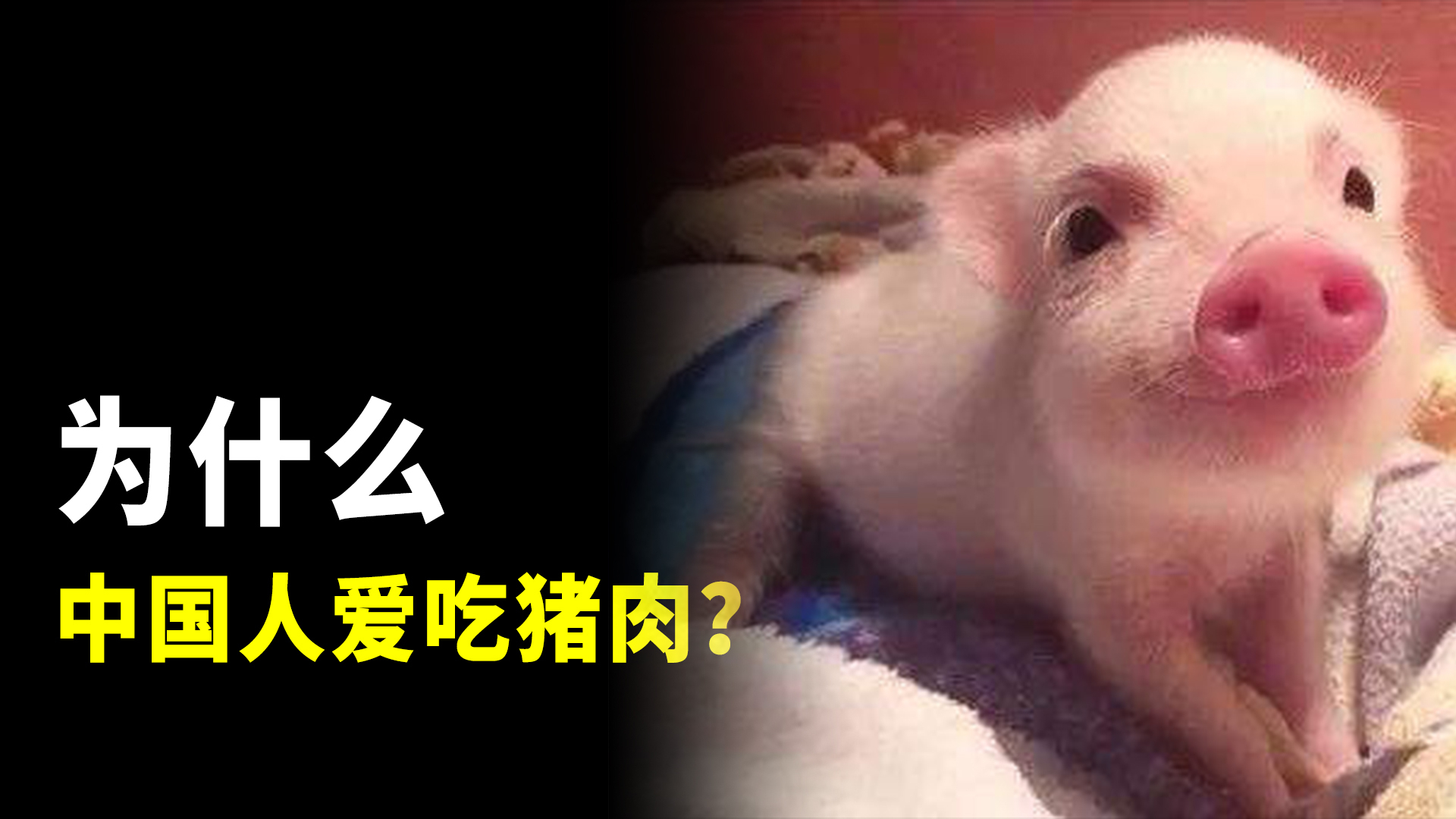 为什么中国人这么喜欢吃猪肉?不仅因为它好吃又好养